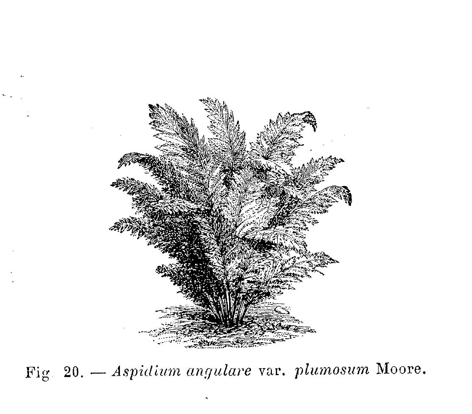 Aspidium angulare plumosus