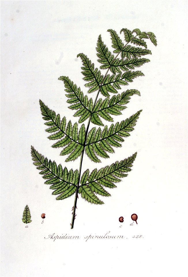 Aspidium spinulosum — Flora Batava — Volume v7