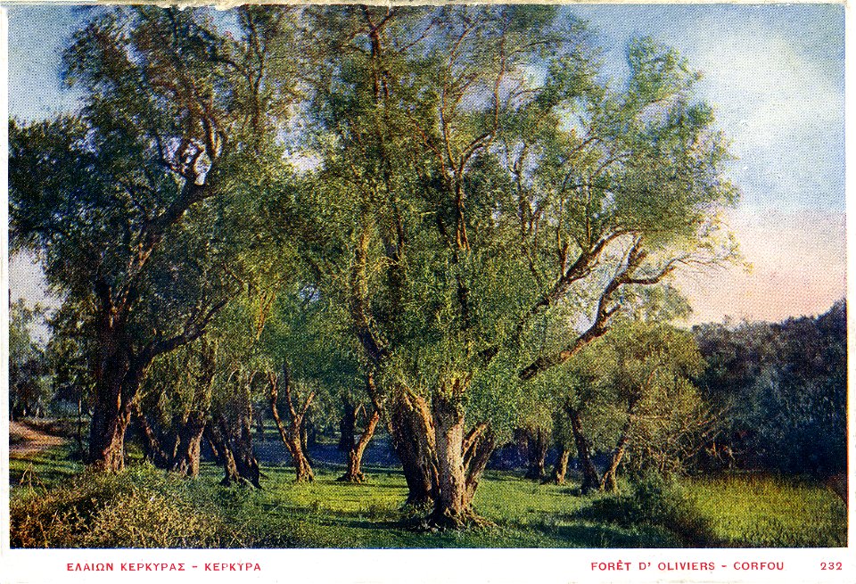 Aspiotis 232