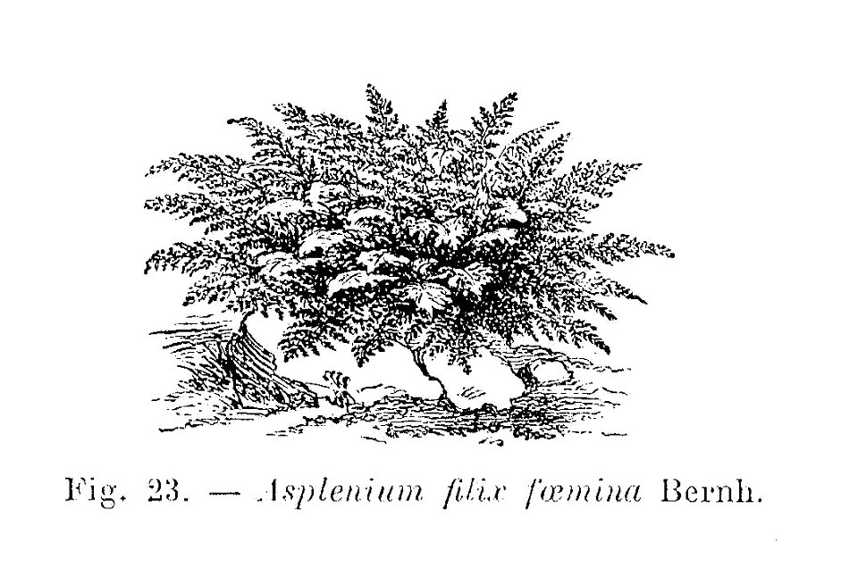 Asplenium filix foemina
