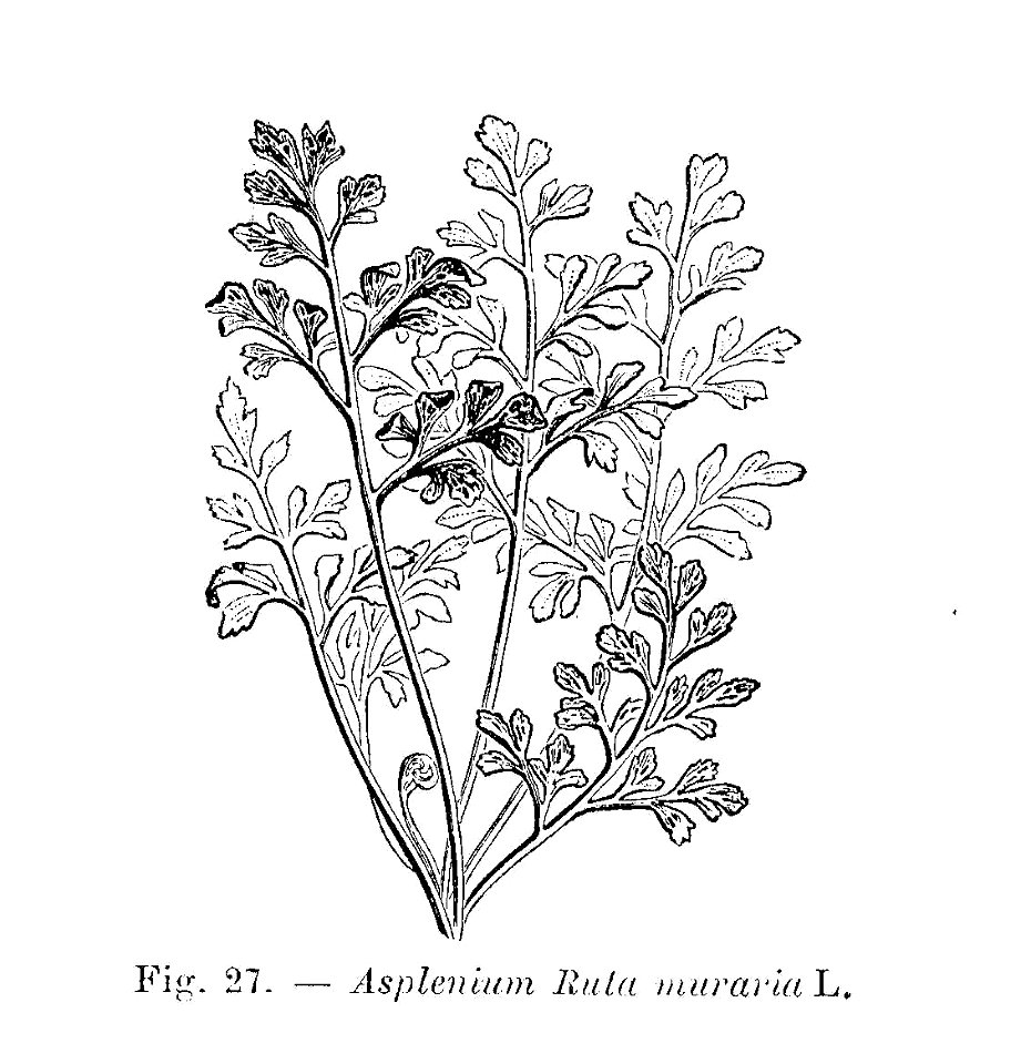Asplenium ruta muraria (dessin)