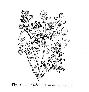 Asplenium ruta muraria (dessin)