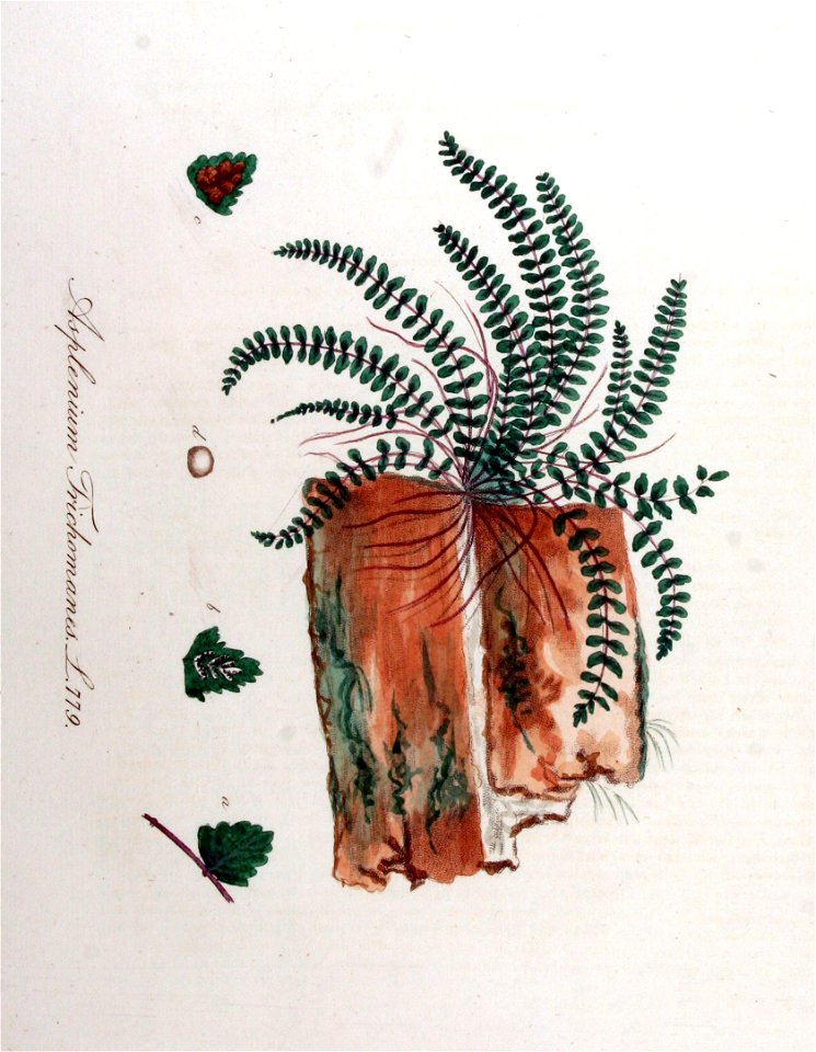 Asplenium trichomanes — Flora Batava — Volume v10