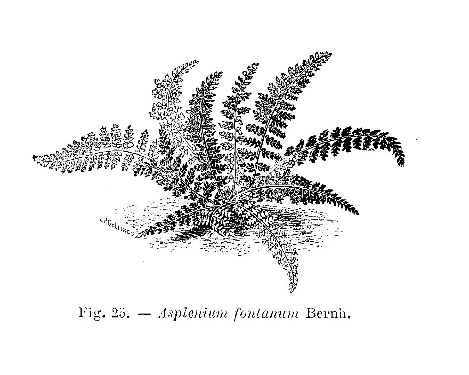 Asplenium fontanum (dessin)