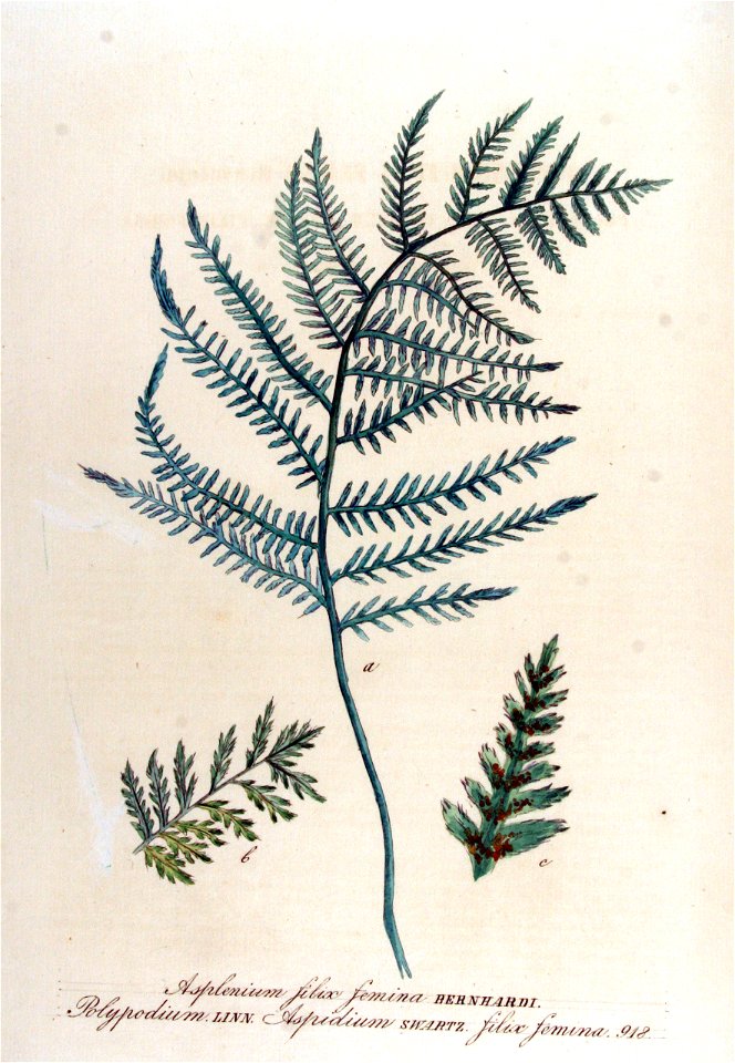 Asplenium filix-femina — Flora Batava — Volume v12