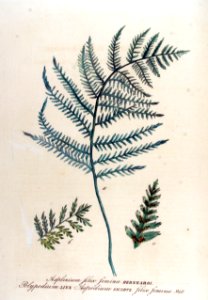 Asplenium filix-femina — Flora Batava — Volume v12