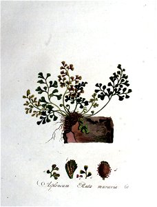Asplenium ruta-muraria — Flora Batava — Volume v1