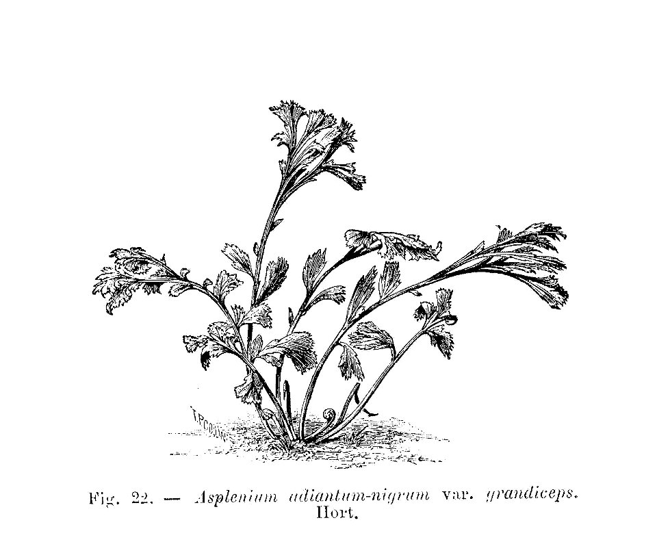 Asplenium adiantum-nigrum grandiceps