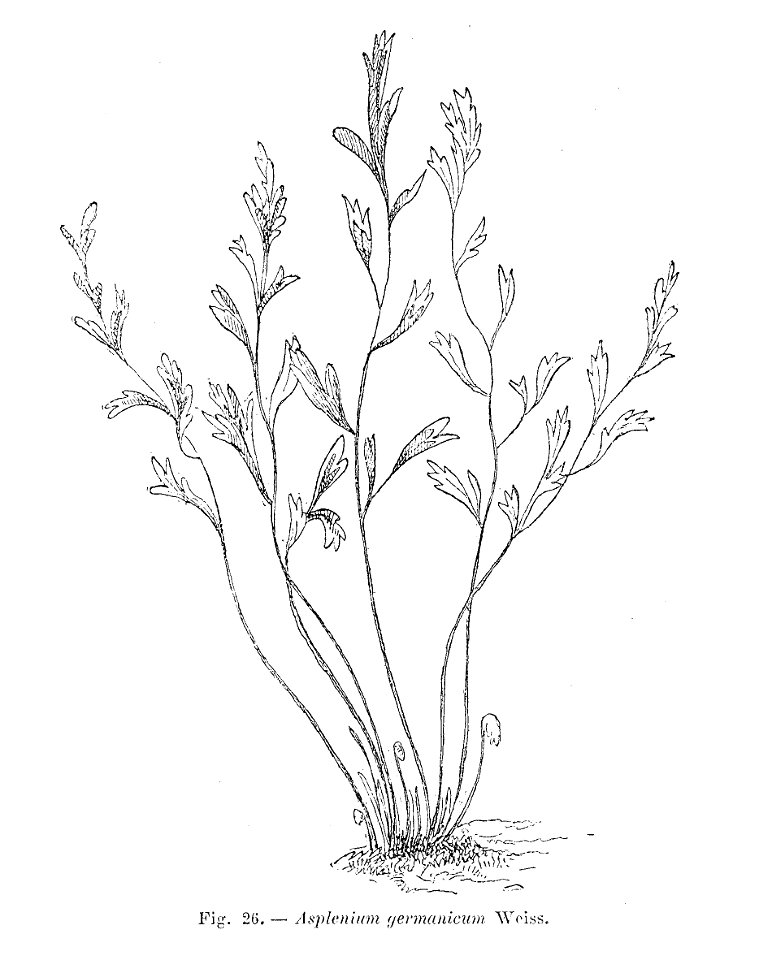 Asplenium germanicum (dessin)
