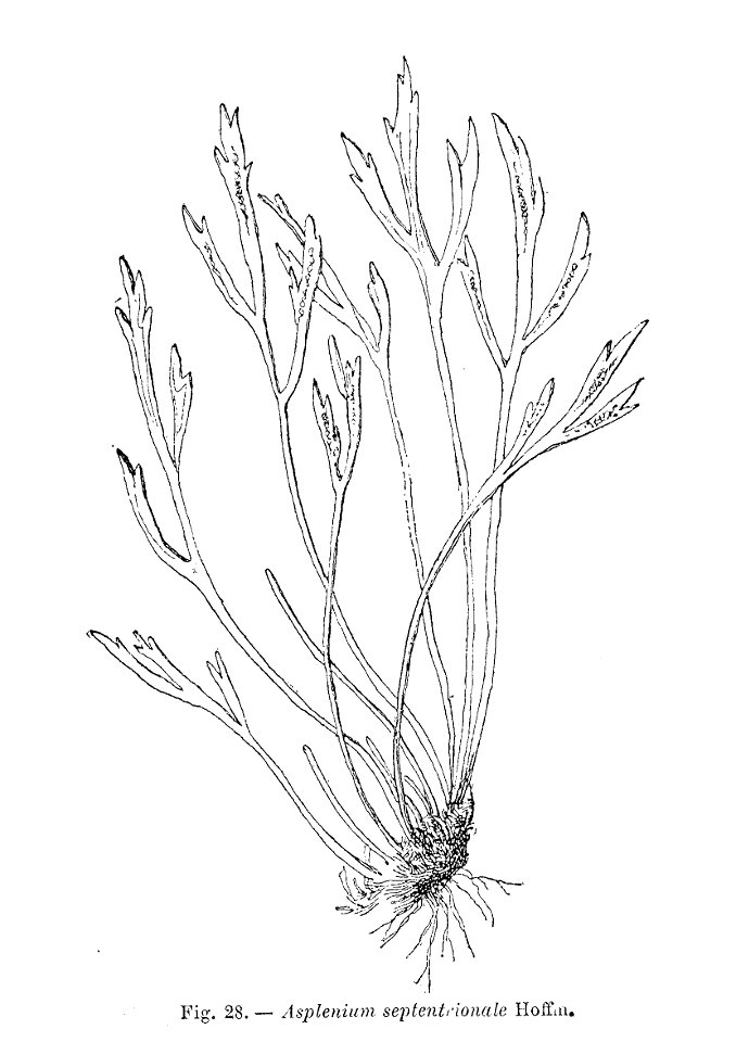 Asplenium septentrionale (dessin)
