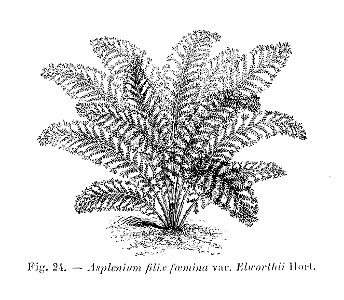 Asplenium filix foemina Elworthii