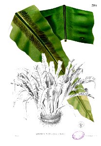 Asplenium nidus Blanco2.395