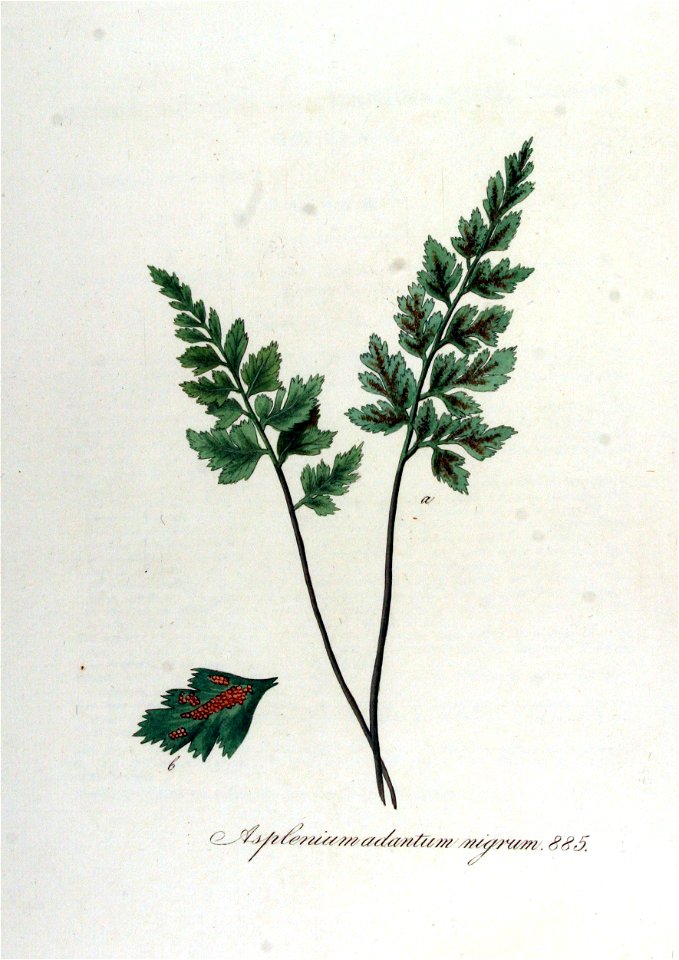 Asplenium adiantum-nigrum — Flora Batava — Volume v12