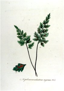 Asplenium adiantum-nigrum — Flora Batava — Volume v12