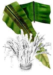 Asplenium nidus Blanco2.395-cropped
