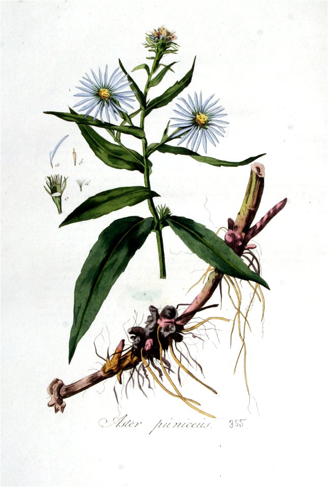 Aster puniceus — Flora Batava — Volume v5