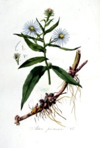 Aster puniceus — Flora Batava — Volume v5