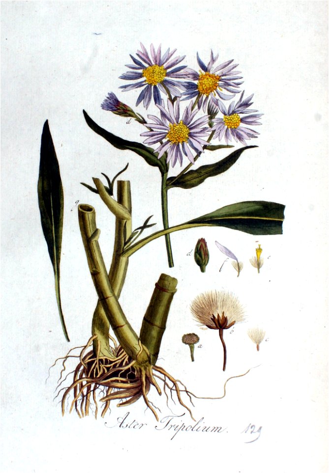Aster tripolium — Flora Batava — Volume v2