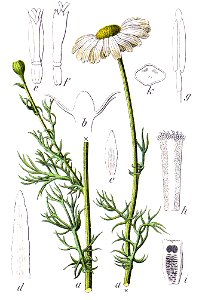Asteroideae sp Sturm46