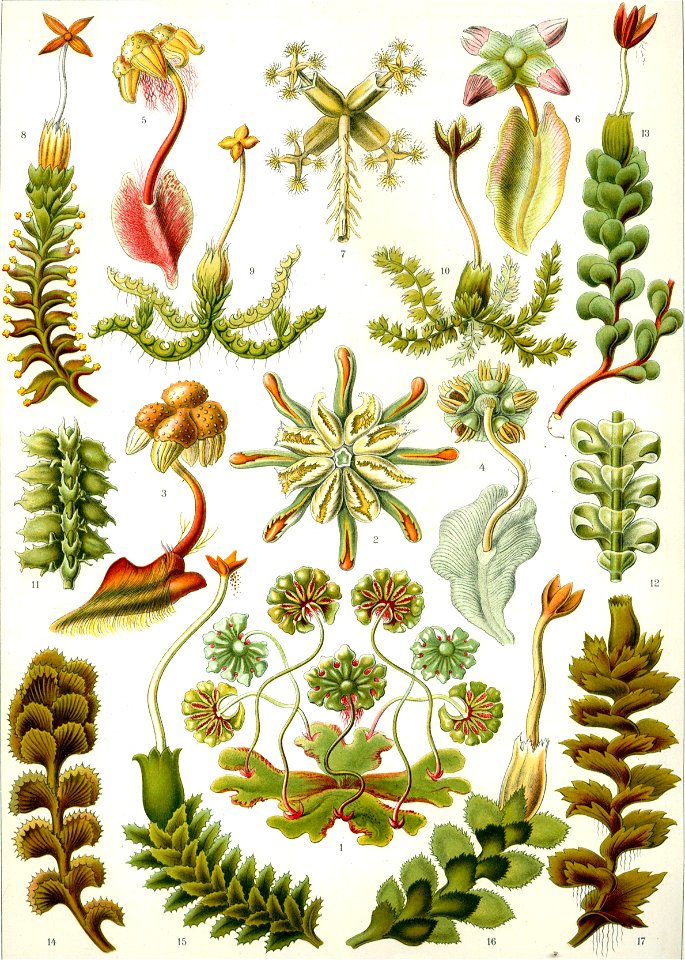 Assortment of Hepaticae from Kunstformen der Natur (1904), plate 82