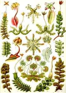 Assortment of Hepaticae from Kunstformen der Natur (1904), plate 82