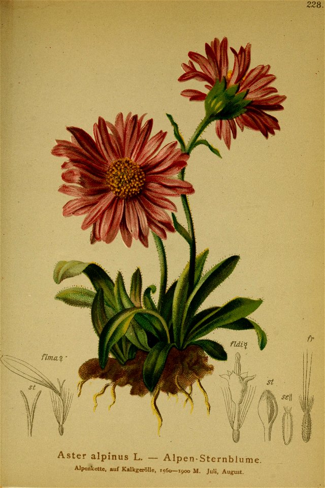 Aster alpinus ssp alpinus