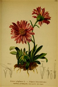Aster alpinus ssp alpinus