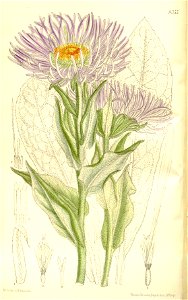 Aster falconeri 137-8355