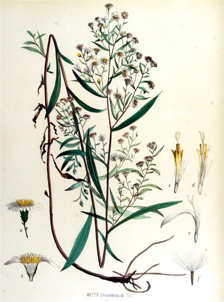 Aster salignus — Flora Batava — Volume v15