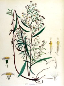 Aster salignus — Flora Batava — Volume v15