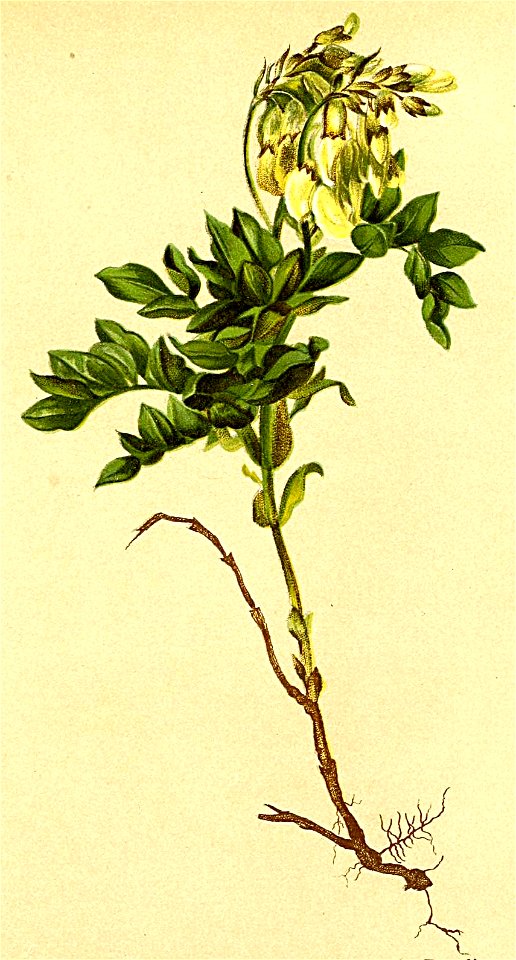 Astragalus frigidus Atlas Alpenflora