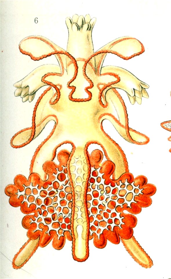 Asterias sp., older brachiolaria larva from below
