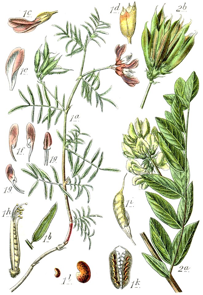 Astragalus spp Sturm22