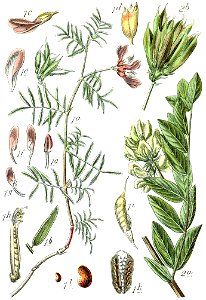 Astragalus spp Sturm22