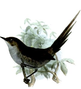 Asthenes griseomurina