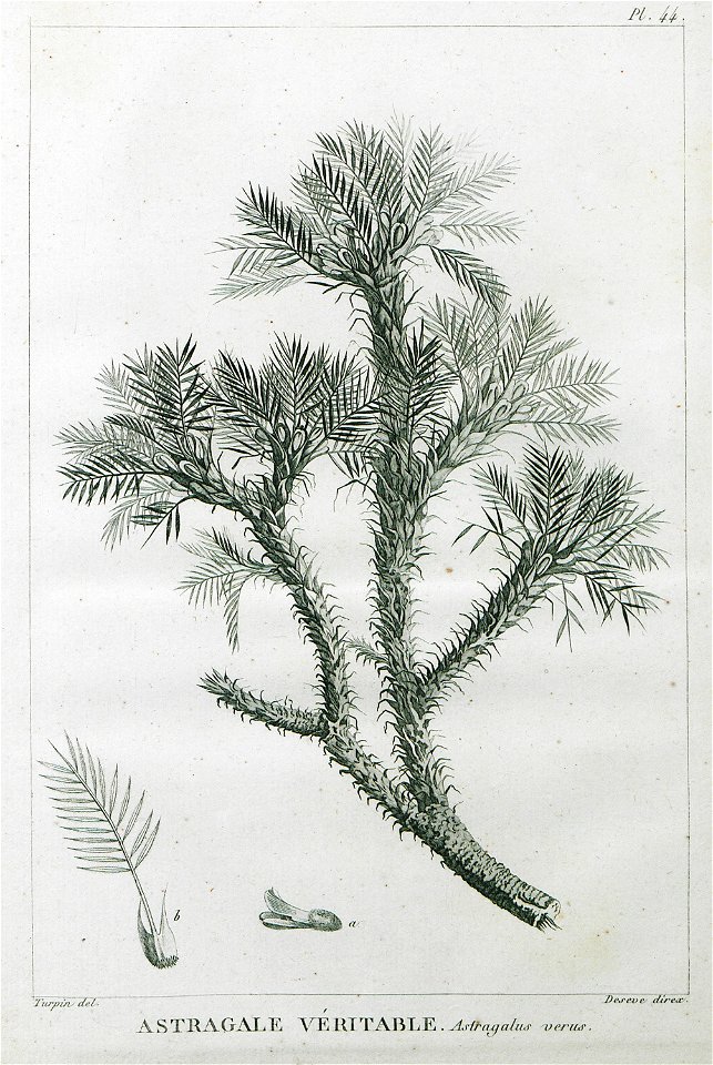 Astragale véritable Astragalus verus - Olivier Guillaume Antoine - 1801