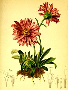 Aster alpina Atlas Alpenflora
