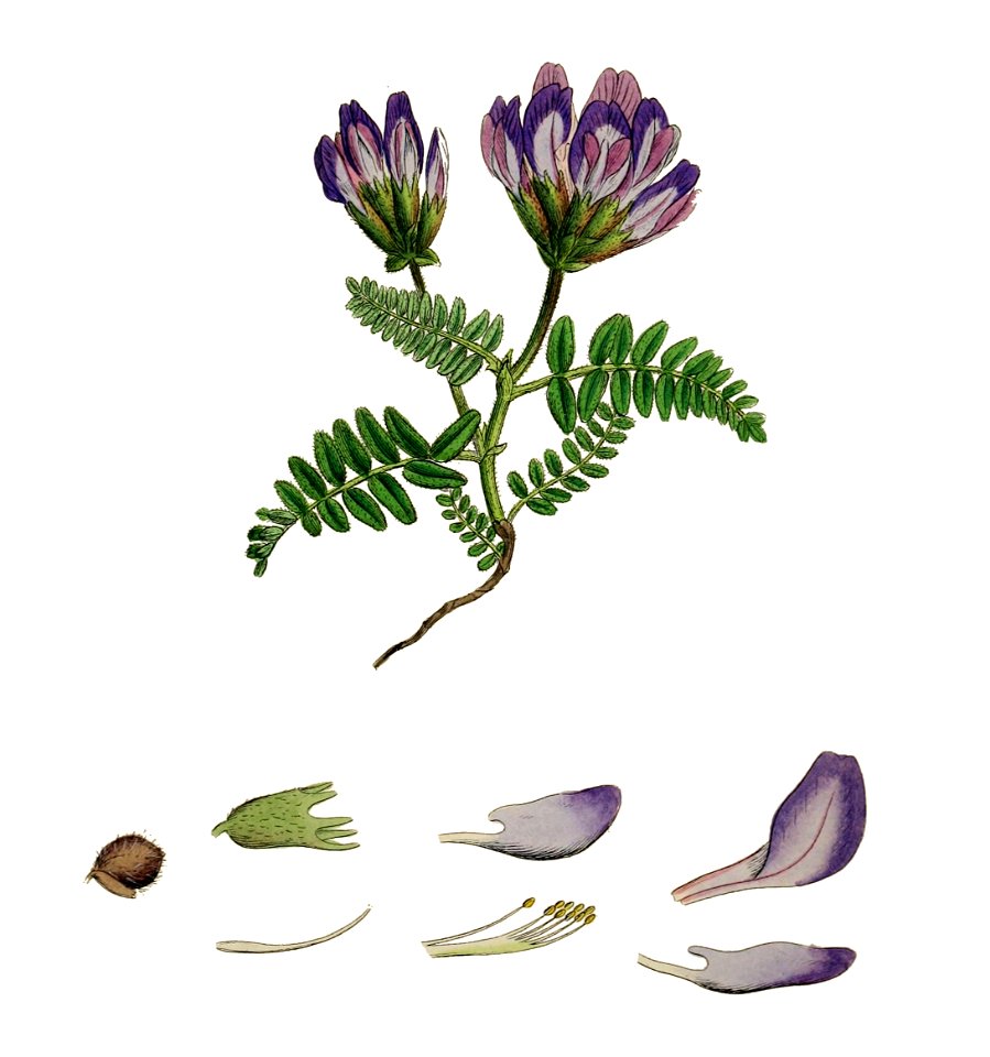 Astragalus hypoglottis - English botany, or, Coloured figures of British plants - vol. 3 (ed. 3) - t. 376 -1