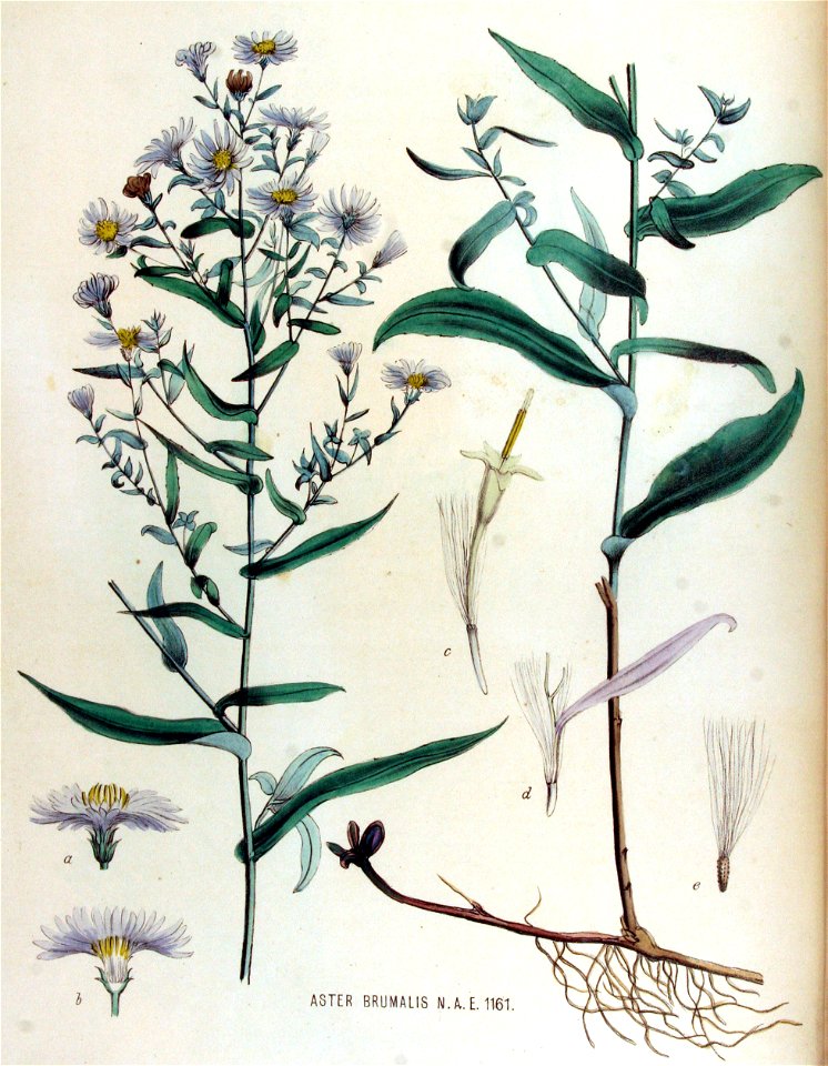 Aster brumalis — Flora Batava — Volume v15