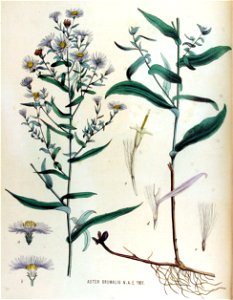 Aster brumalis — Flora Batava — Volume v15