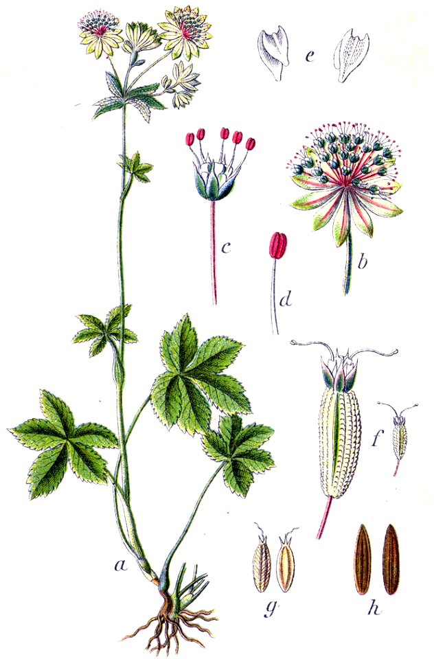 Astrantia major Sturm4