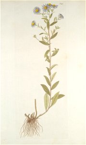 Aster amellus - 001x