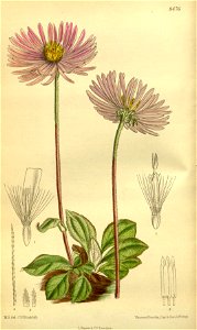 Aster purdomii 139-8476