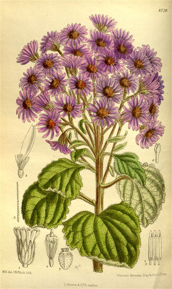 Aster fuscescens 143-8728