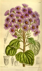 Aster fuscescens 143-8728