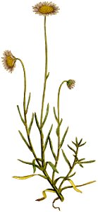 Aster tenellus-1787