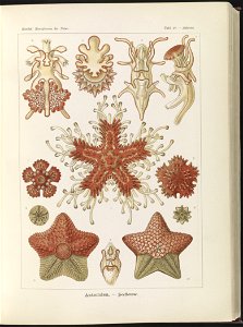 Asteridea. - Seesterne LCCN2015648926