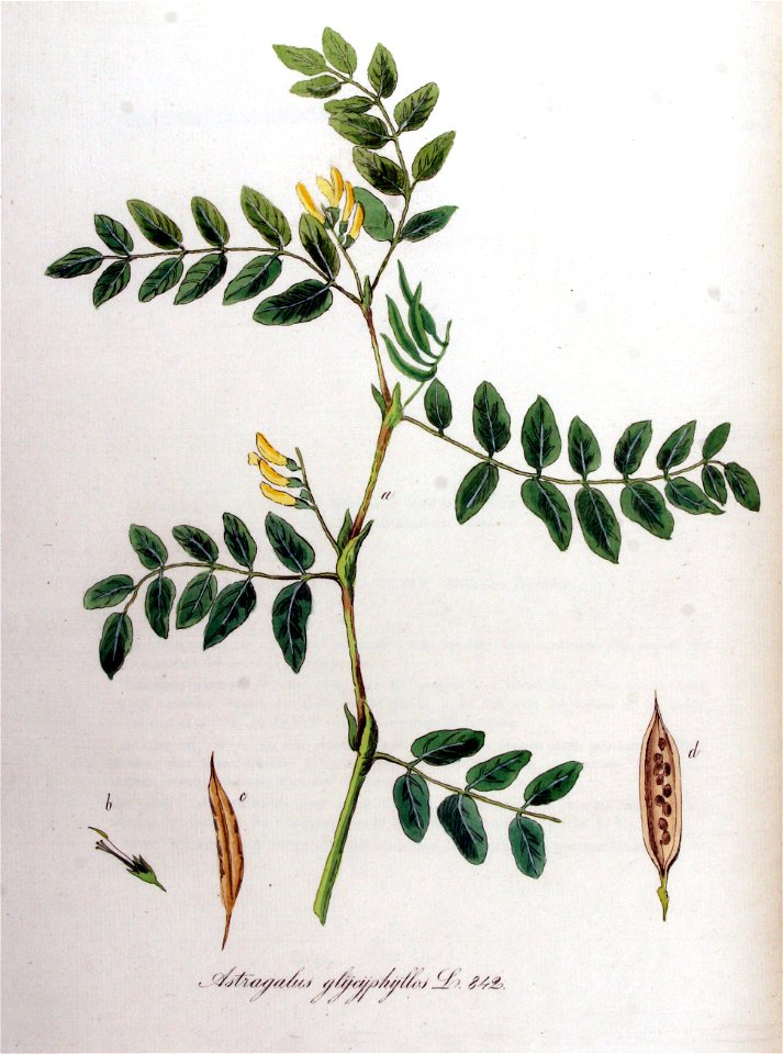 Astragalus glycyphyllos — Flora Batava — Volume v11