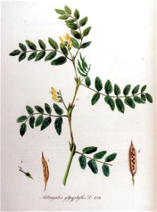 Astragalus glycyphyllos — Flora Batava — Volume v11