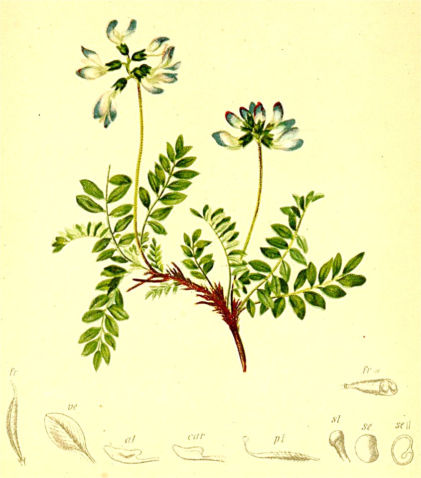 Astragalus alpina Atlas Alpenflora